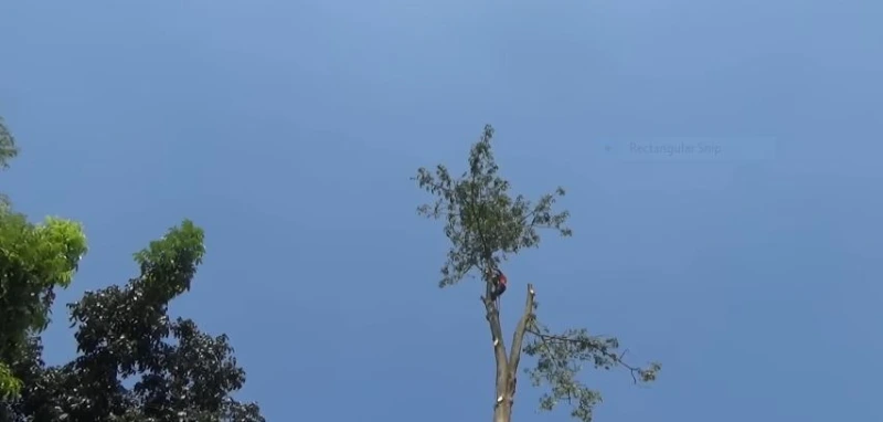 Free Tree Service Estimate Madison WI