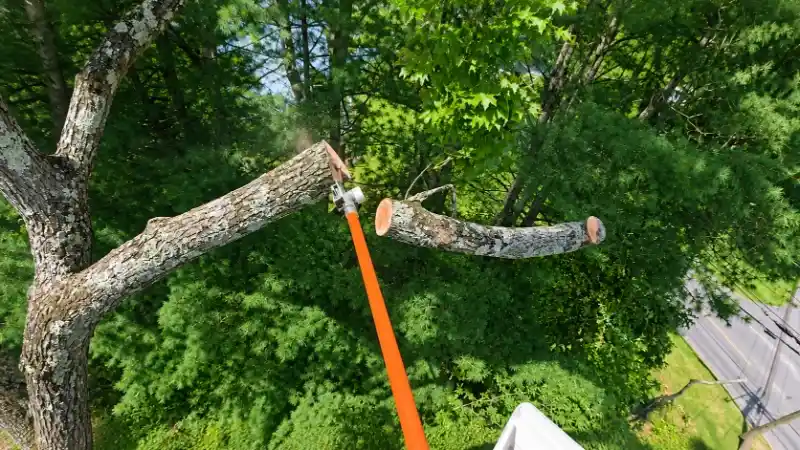 Tree Trimming & Pruning Madison WI